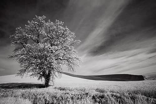 USA-Palouse Country-Washington State-Infrared Palouse fields and lone tree Art Print